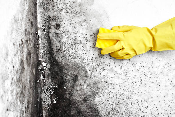 Professional Mold Removal in Rohnert Park, CA