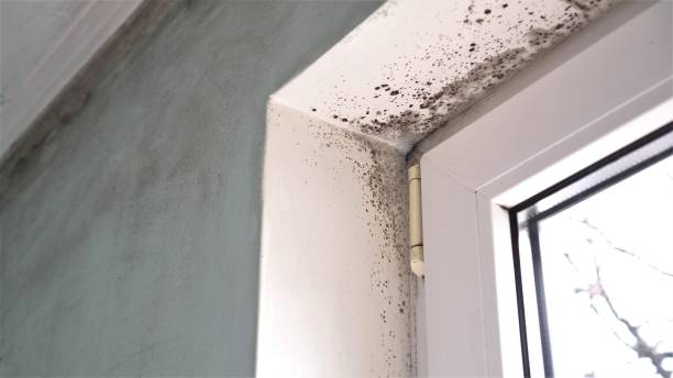 Certified Mold Removal in Rohnert Park, CA