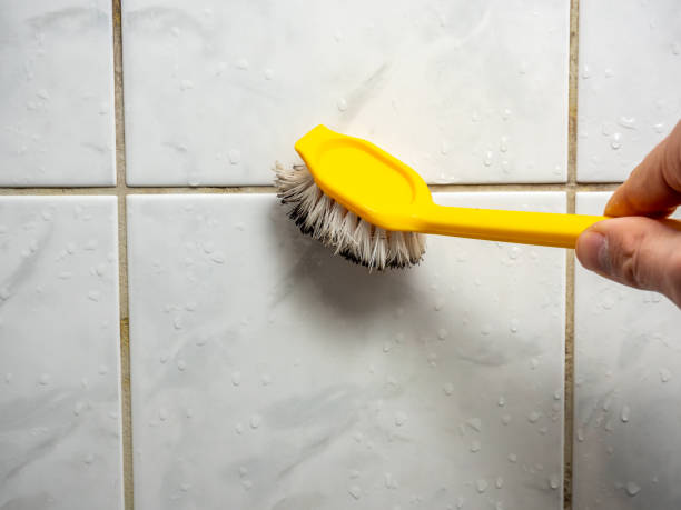 Best Fast Mold Removal  in Rohnert Park, CA