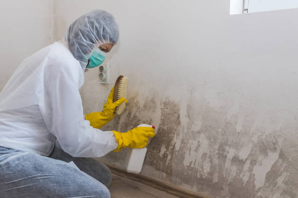 Best Black Mold Removal  in Rohnert Park, CA