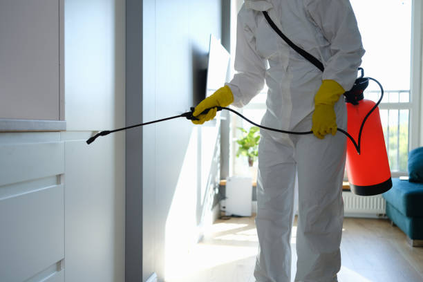 Mold Removal and Inspection in Rohnert Park, CA