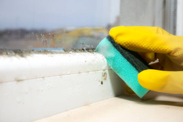 Best Office Mold Removal Services  in Rohnert Park, CA