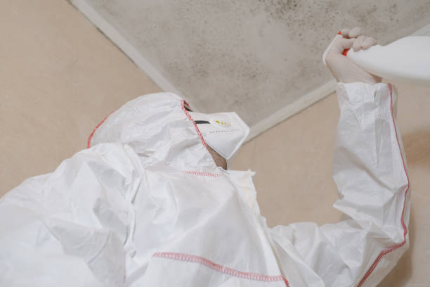 Best Home Mold Removal  in Rohnert Park, CA