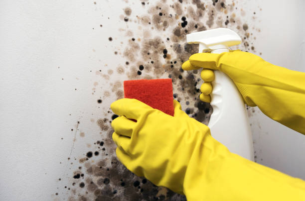 Best Mold Removal and Inspection  in Rohnert Park, CA