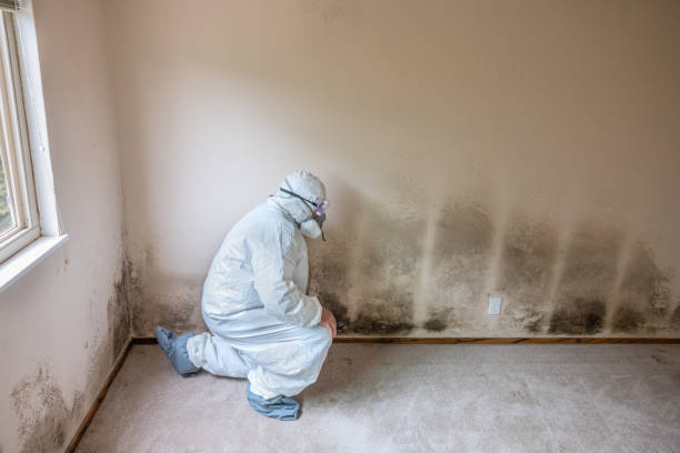 Best Crawl Space Mold Removal  in Rohnert Park, CA