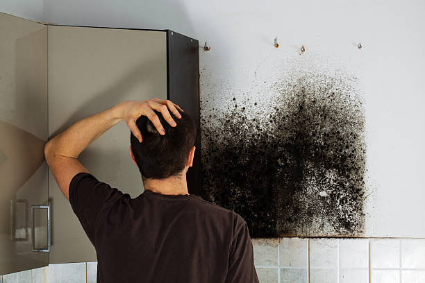 Office Mold Removal Services in Rohnert Park, CA