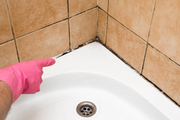 Certified Mold Removal in Rohnert Park, CA