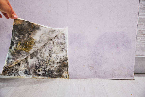 Best Mold Remediation Experts  in Rohnert Park, CA
